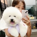 꿈꾸는개 이미지