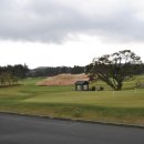 사이프러스 이미지