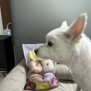 [상품 후기] 이마트 트레이더스 베니즈 반려동물 장난감: 가정의 달 맞이, 우리 뚱이 선물 후기 🐶
