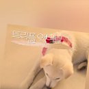 우면동물병원