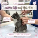 고양이 접종 비용? 3차 종합백신 (CVR-R) 백혈병, 광견병 후기