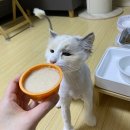 강남고양이미용 블랙스완 후기｜동그리컷·무마취 버블스파, 토토로 리얼 체험
