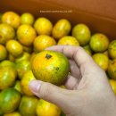 거문농장 | 제주귤농장직구[거문코지]무농약 꼬마귤10kg/사장님명함/배송비/도착후기/2인가구 귤보관방법