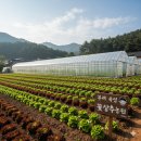 석성농원