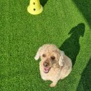 멍토리니 | 강북구 수유동 애견유치원/애견호텔링 멍토리니 이용후기