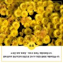 근조화환꽃배달관엽식물