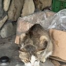 청도강변돌고래펜션 이미지