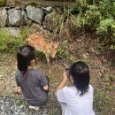 행복한사슴농장 이미지