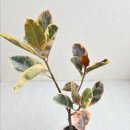 효령로 110 이미지