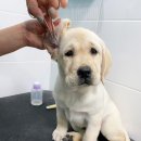 올리브네 펫살롱 이미지