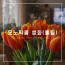 모노몰 | 제품 리뷰｜생화 튤립 택배 배송 추천, 싱싱하게 도착한 꽃 배송 후기, 모노픽몰