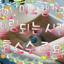 로틸리아 이미지