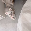 마이리틀멍 이미지