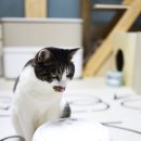 다정슈퍼 | 고양이 정수기 무선의 편리함 펫슈퍼 무소음 자동급수기