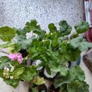 리라약국 이미지