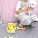 코지펫살롱 이미지