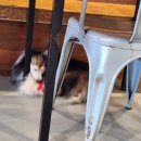 카페히릿 | 애견 카페 히릿건대점(힐링카페 추천)