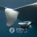 아기 고래