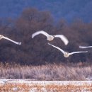 경안천R5 이미지