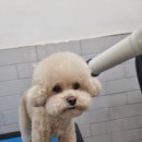 몽슈피스 이미지