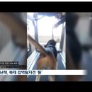 평생 인간들을 위해 봉사했던 인천공항 탐지견 메이가 '실험실'로 끌려가 '안락사' 당한답니다. 도와주세요. 이미지