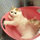 목욕하는 고양이 이미지