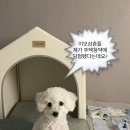 올데이펫 이미지