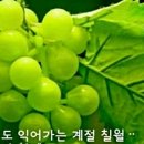 칠월이면 생각나는 (이육사/ 청포도) 이미지