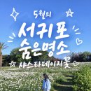 제주 서귀포 5월 가볼만한 곳 샤스타데이지꽃 숨은 명소!