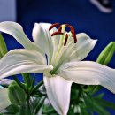 고양호수공원꽃축제-등대 이미지