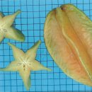 제주도 재배 - 스타 푸르츠 (star fruit) 열대과일 이미지