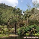 윈난성 루이리(서려, 瑞丽) 모리러따이우린(막리열대우림, 莫里热带雨林) 이미지