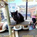 컴투펫 위탁보호센터 이미지