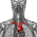 aortic arch and branches(대동맥활과 가지들) 이미지