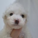 미니미니호계 이미지