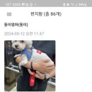 허쉬퍼피 | ♡허쉬퍼피 고객님들 후기2♡