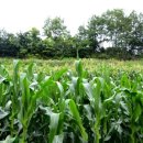 최부자농장 이미지