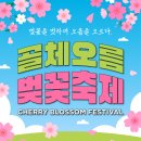 [2025 골체오름 벚꽃축제] 03.29.(토) ~ 03.30.(일) 선흘2리 골체오름 이미지