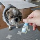 강아지톡 | 강아지 인공눈물 '하울릭 퓨어톡' 직접 사용 후기