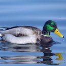 청둥오리 이미지