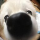 애드라이언스