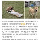 콩자반애견유치원 이미지