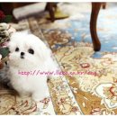 리틀애견타운 이미지