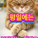 모여봐요고양이카페