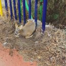 사목1리 이미지