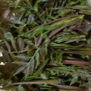 새순약국 이미지