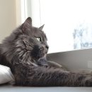 양주동물병원 이미지