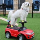 골드스푼애견풀빌라 이미지