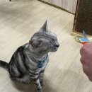 집사의하루 혜화점 이미지