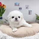 딜리버리멀티샵 이미지